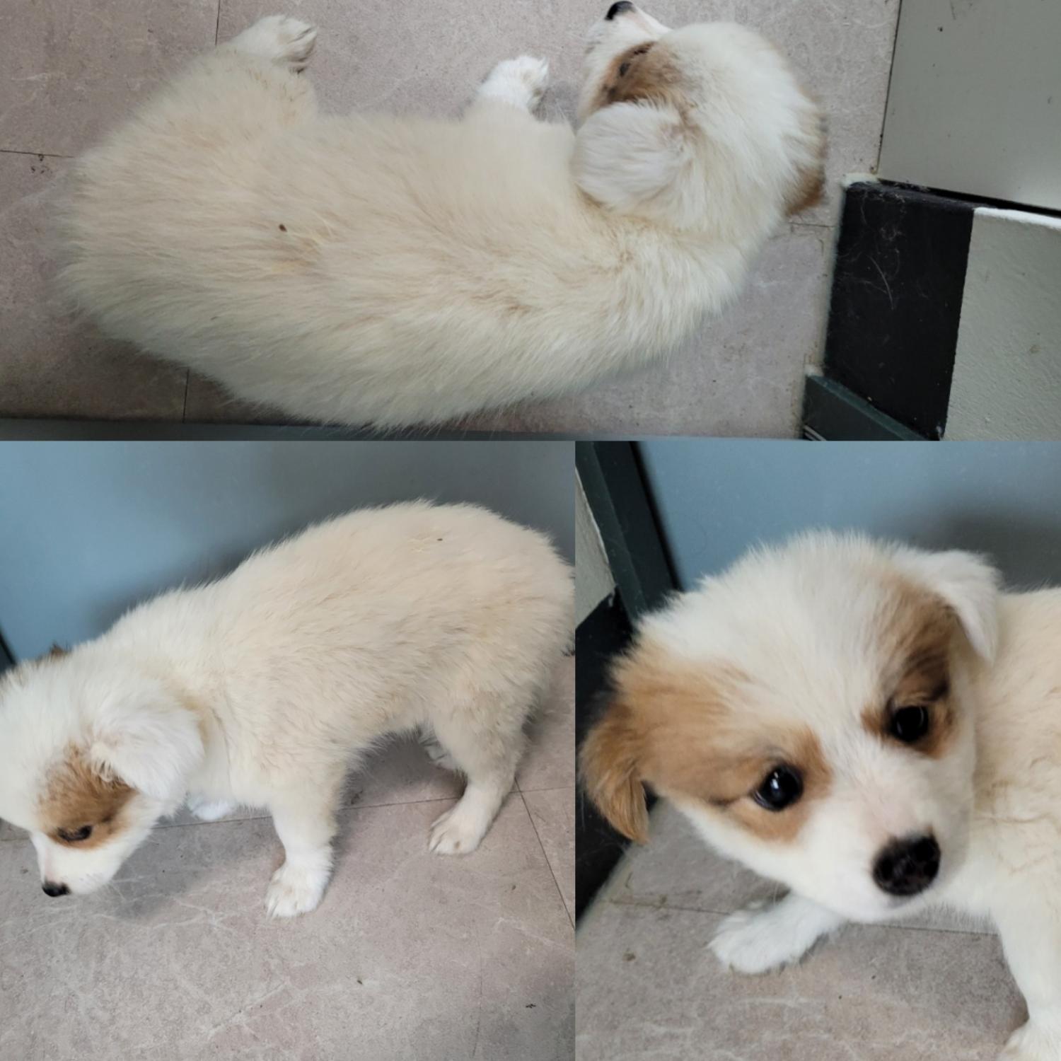 논산시 동물보호센터_444454202300513
