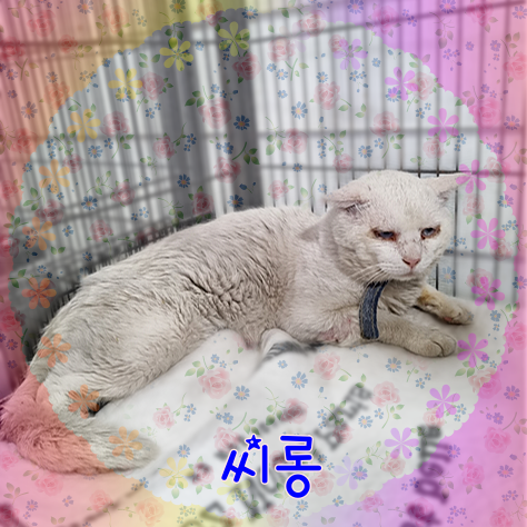 군산유기동물보호센터_445467202301035