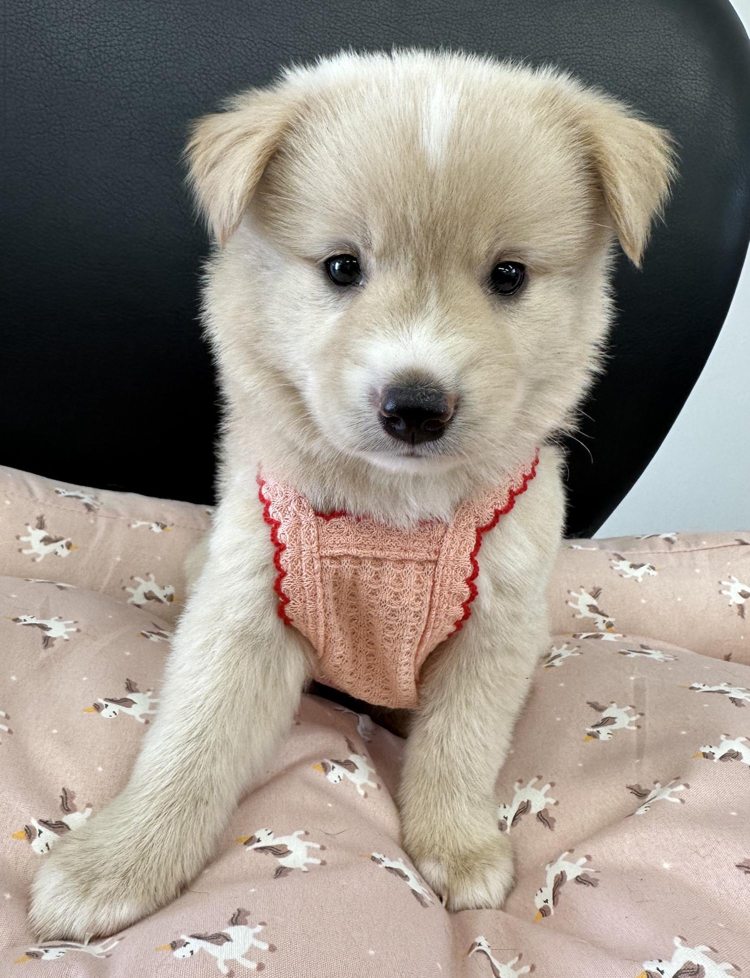광주 동물보호소_429361202300221