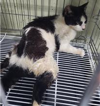 (사)하얀비둘기_426334202300417