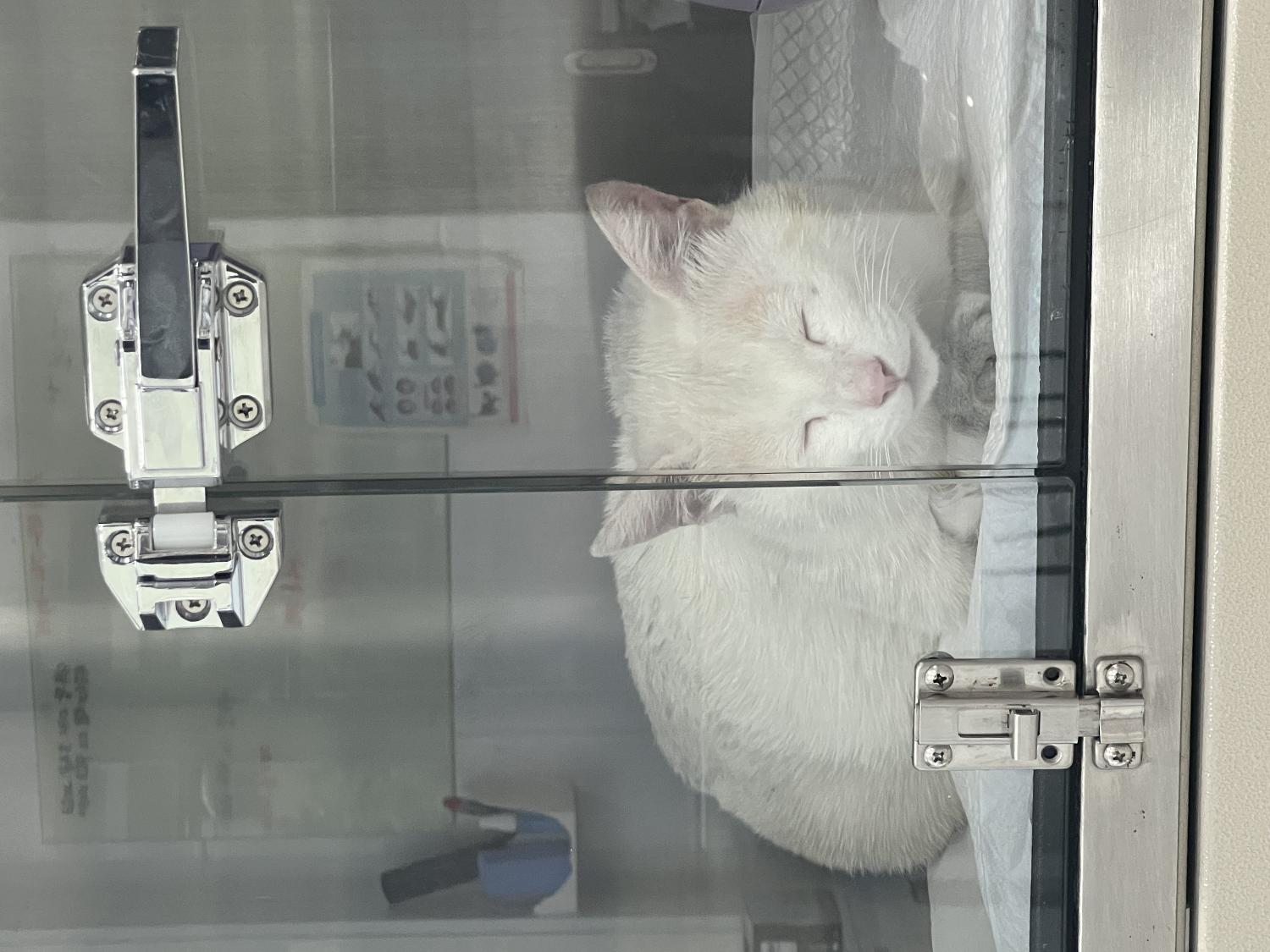 현풍동물병원_427348202300559