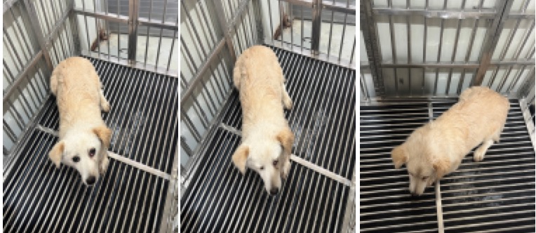 부산동물보호센터_426332202300254