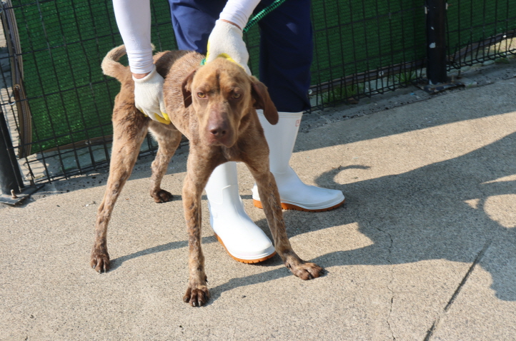 제주 동물보호센터_450650202301982