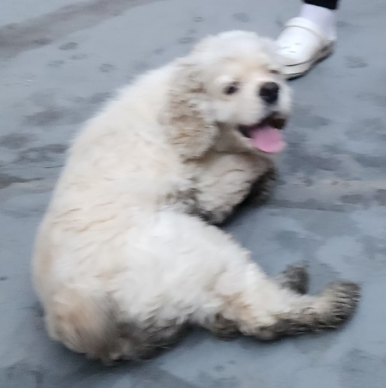 울산유기동물보호센터_431371202300272