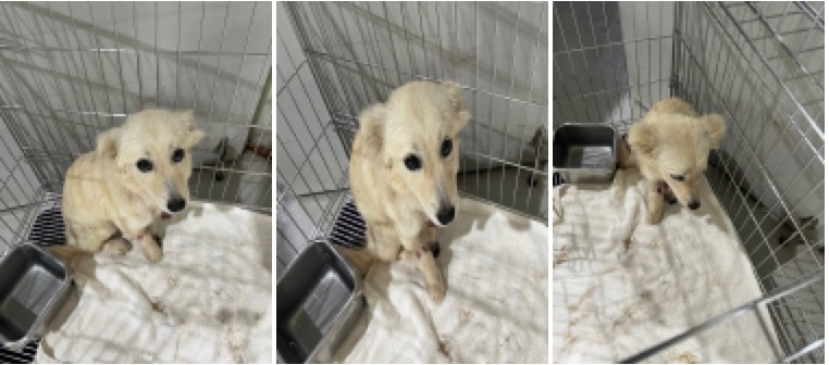 부산동물보호센터_426332202300255