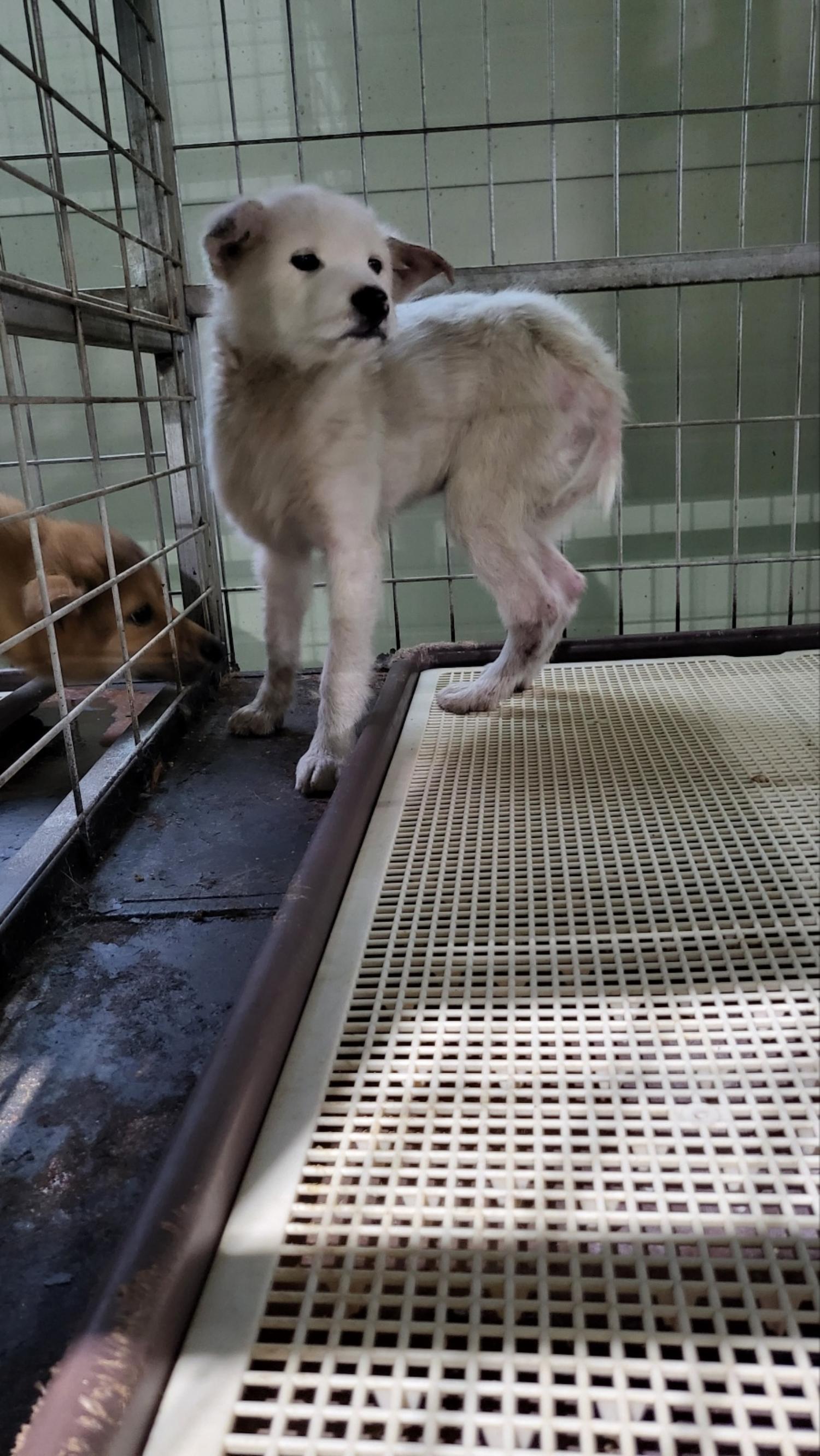 거창유기동물보호센터_448547202300696