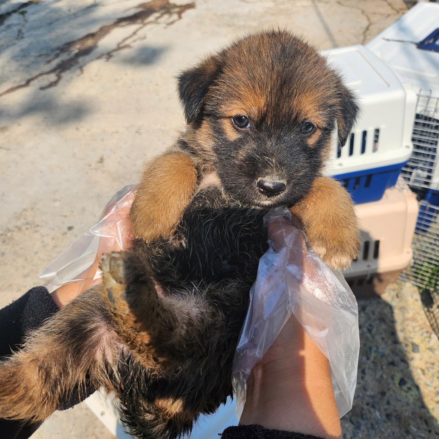 울산유기동물보호센터_431373202300608
