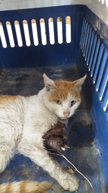 이성준동물병원_441408202300663