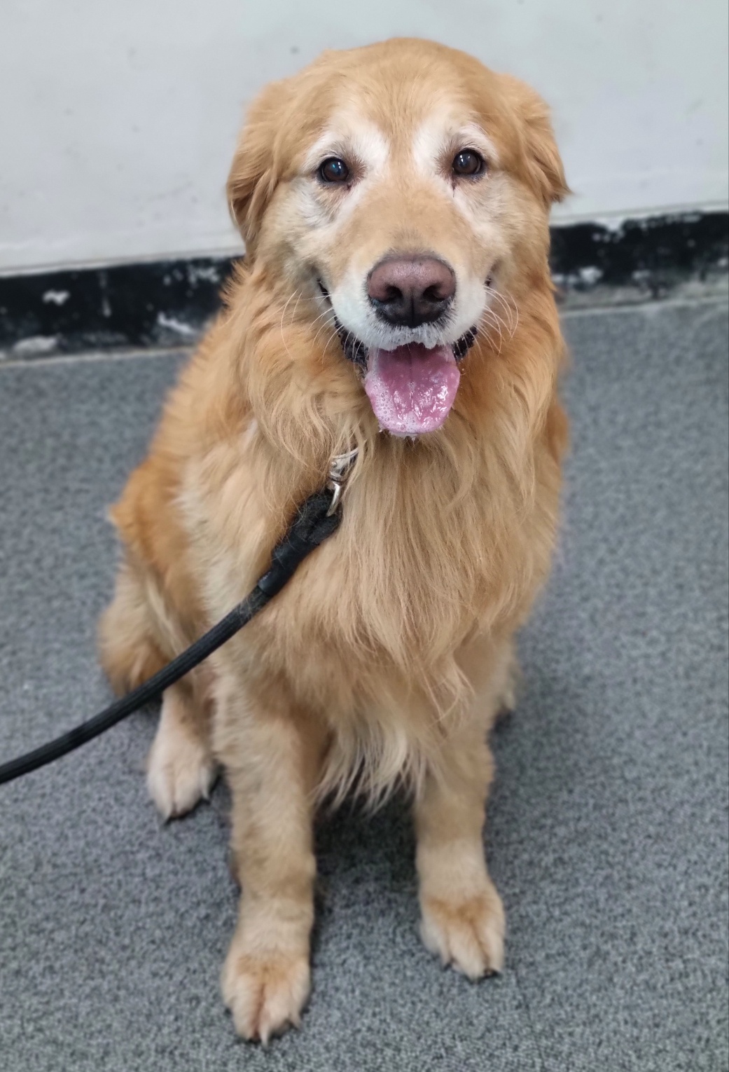 용인시 동물보호센터_441405202301989