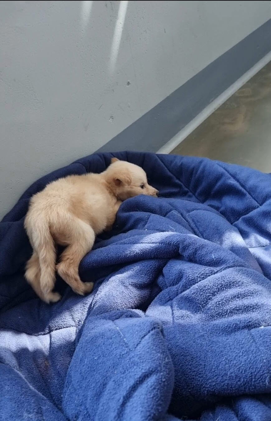 아산동물복지지원센터_444452202301357