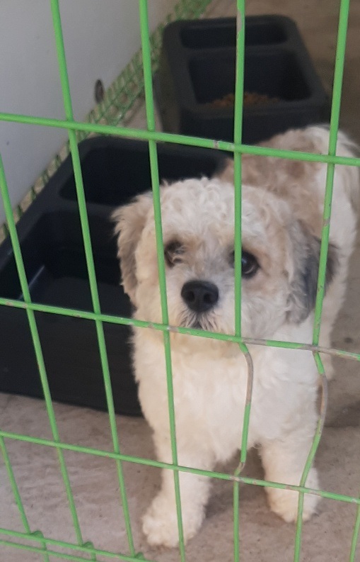 영천유기동물보호센터_447510202300178