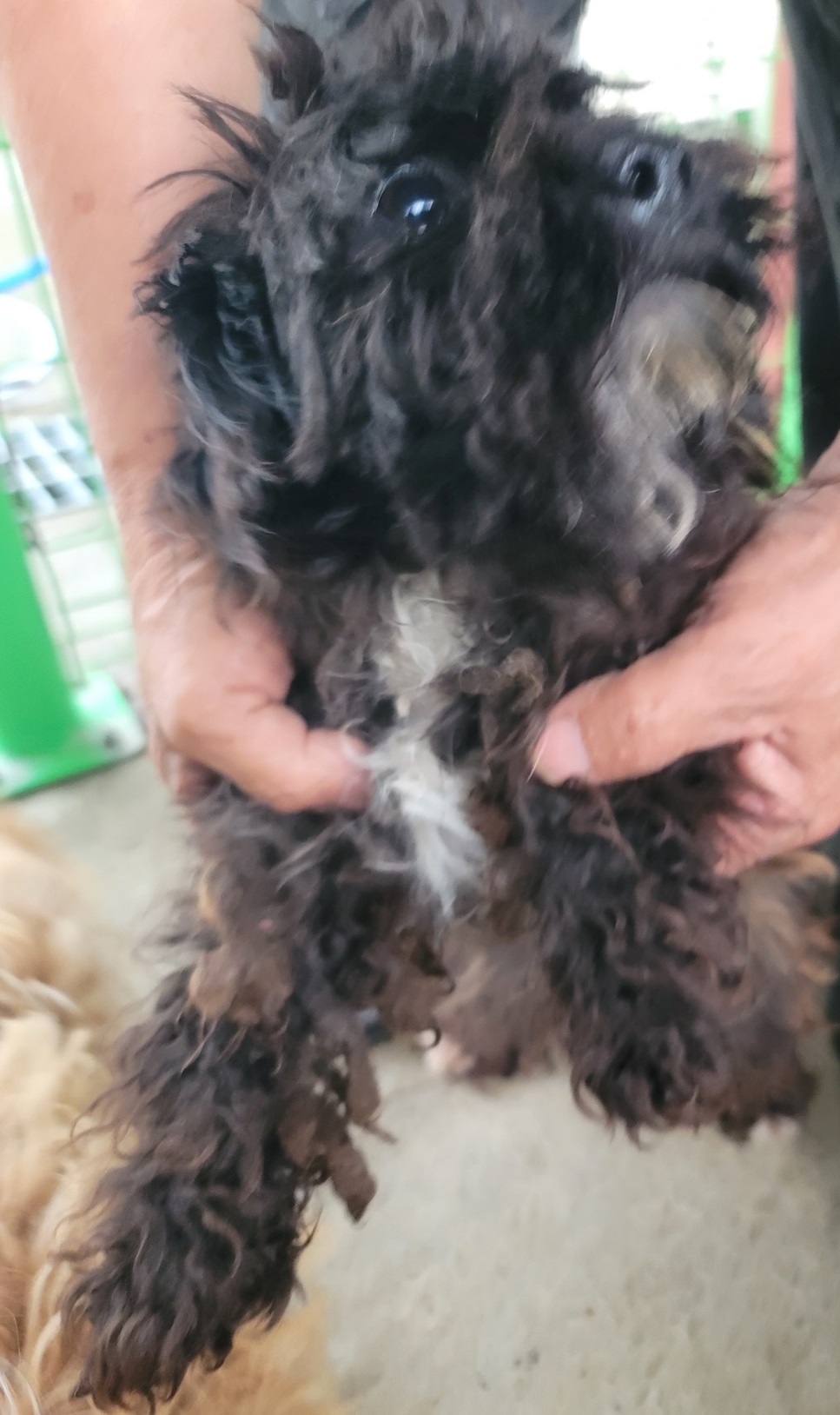 영천유기동물보호센터_447510202300175