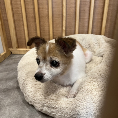 누리동물병원_426330202300125