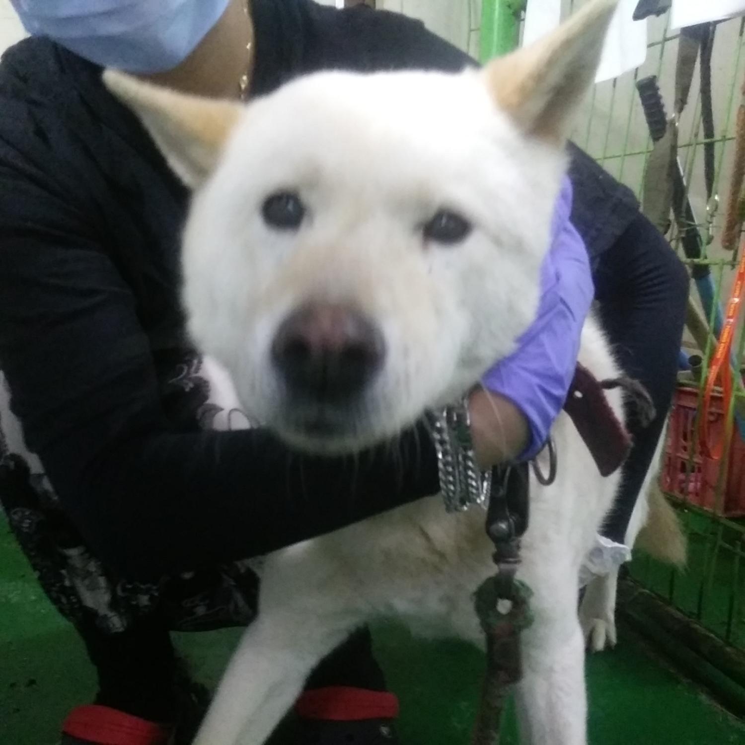 인천광역시수의사회_428352202300226