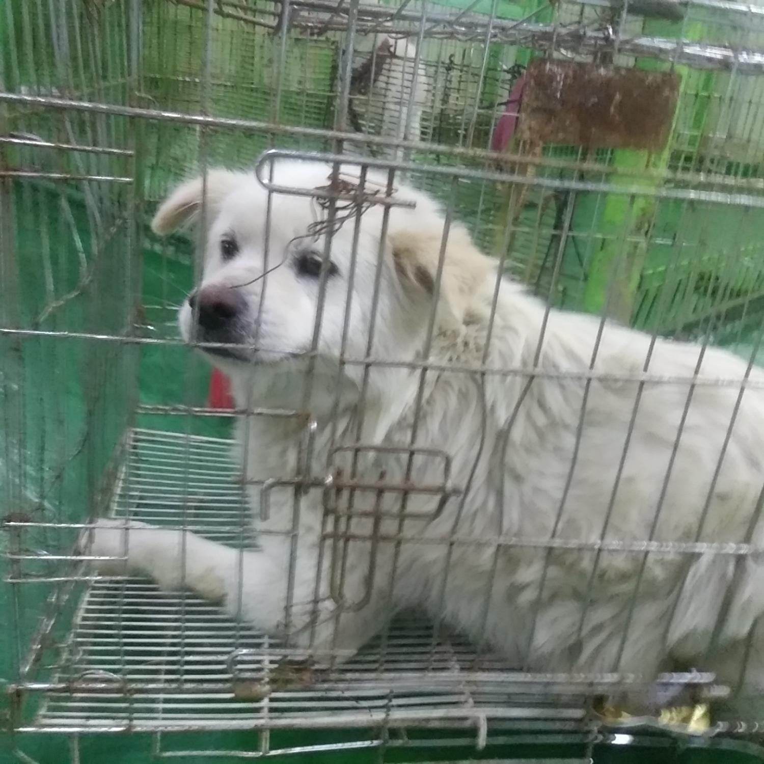 인천광역시수의사회_428352202300227