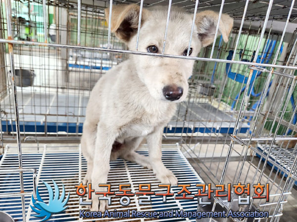 한국동물구조관리협회_441409202300971