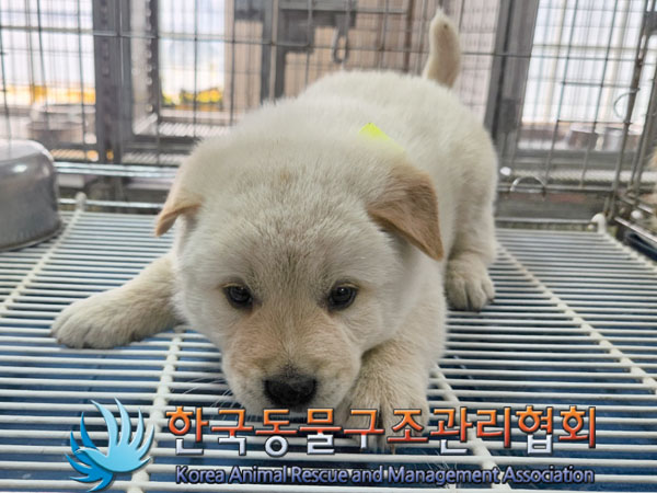 한국동물구조관리협회_441409202300967
