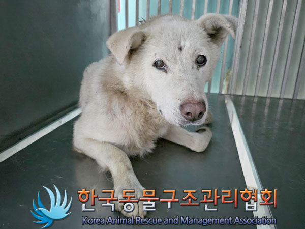 한국동물구조관리협회_441409202300972