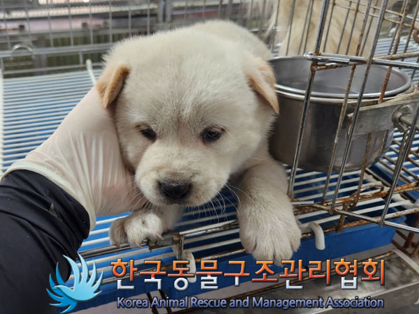 한국동물구조관리협회_441409202300965