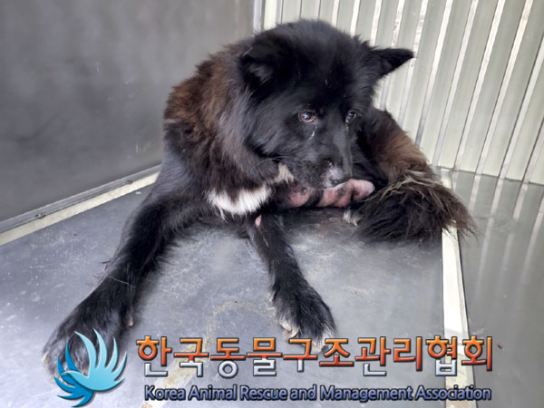 한국동물구조관리협회_441409202300973