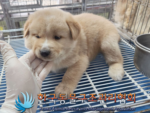 한국동물구조관리협회_441409202300968