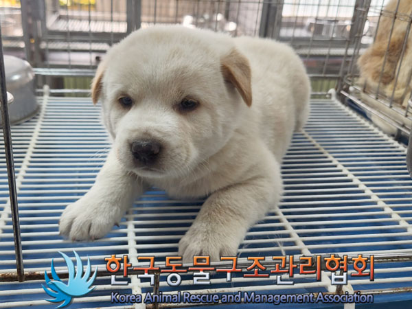 한국동물구조관리협회_441409202300969