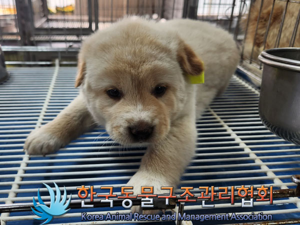 한국동물구조관리협회_441409202300966