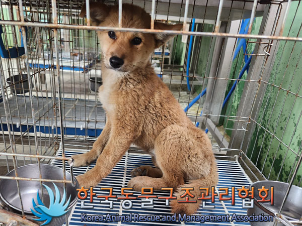 한국동물구조관리협회_441409202300970
