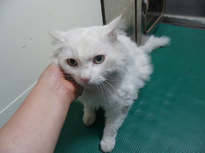 강현림동물병원_411320202300513