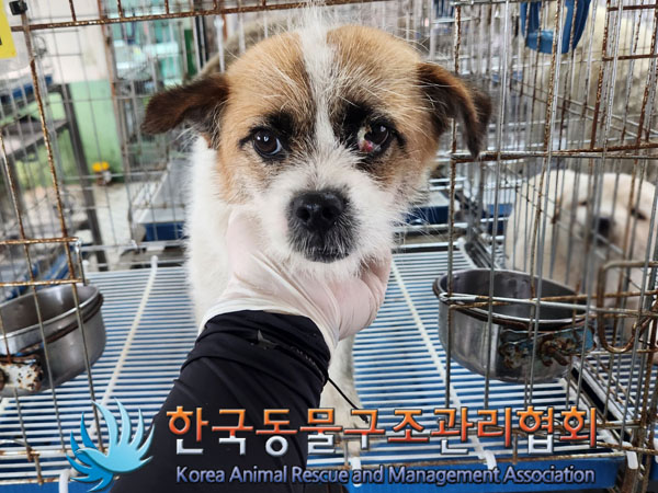 한국동물구조관리협회_441409202300964