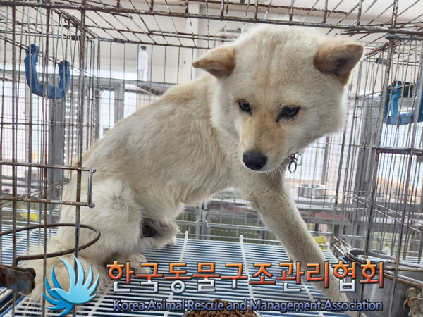 한국동물구조관리협회_441560202300789