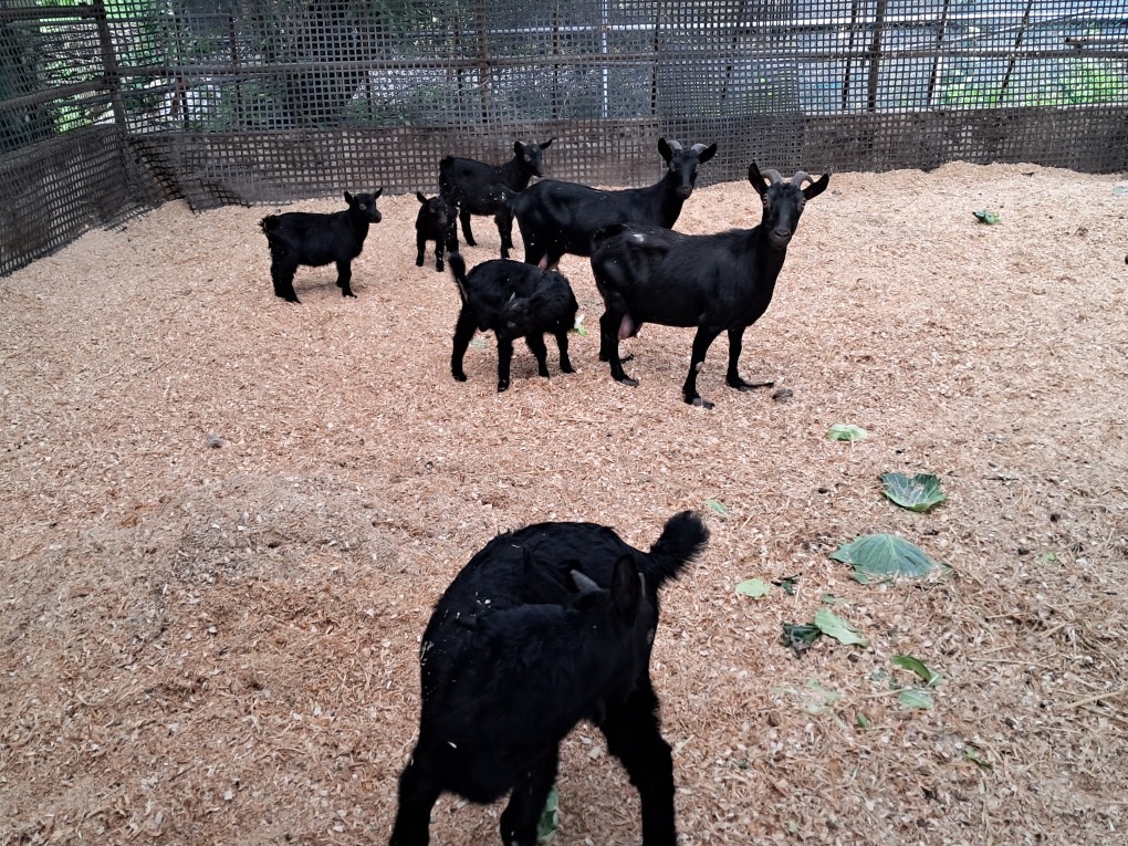 한국야생동물보호협회_441393202301076