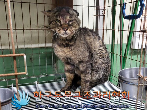한국동물구조관리협회_441560202300790