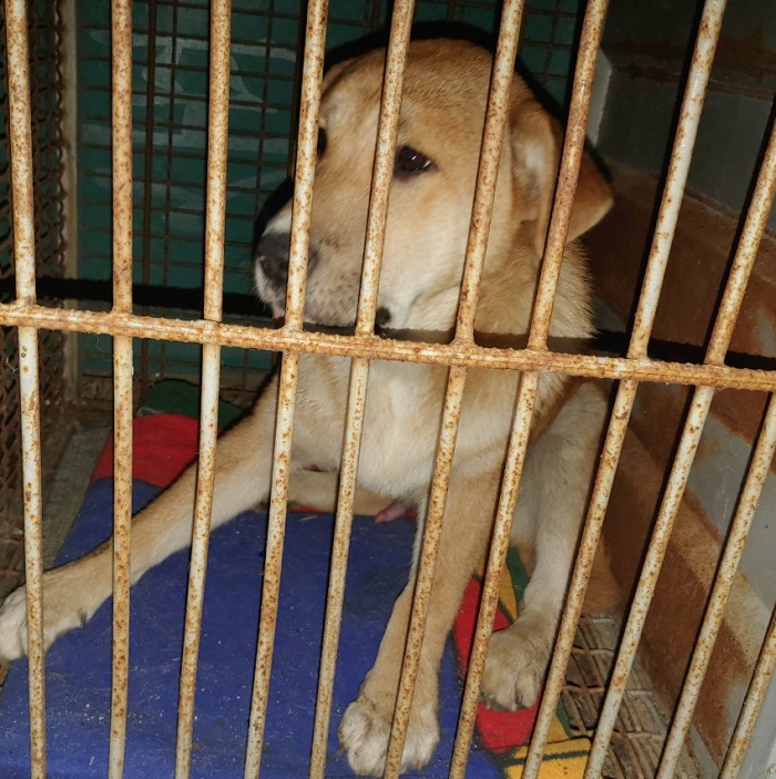 마산유기동물보호소_448528202300881