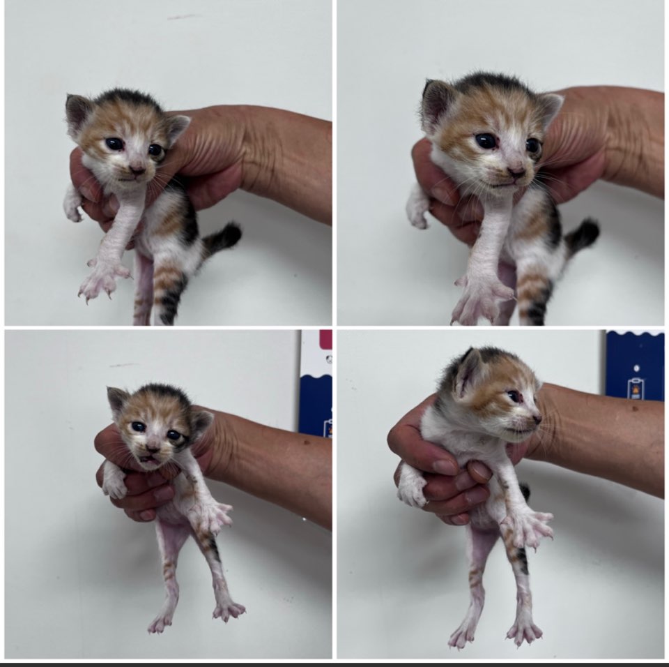 천안시유기동물보호소_444449202301425