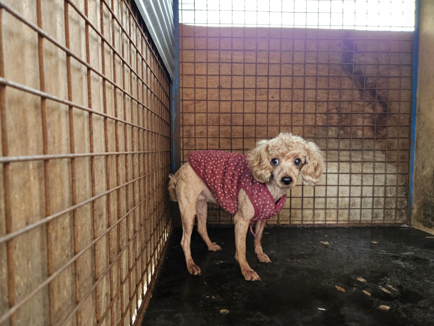 칠곡유기동물보호센터_447522202300120