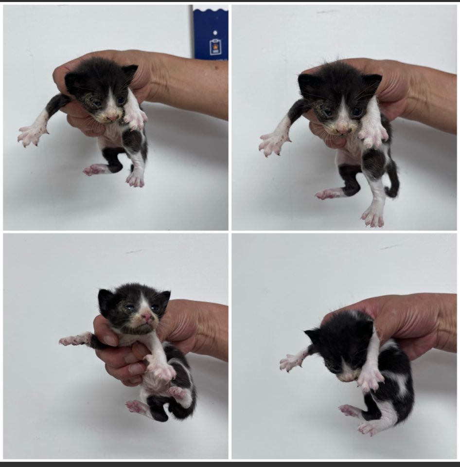 천안시유기동물보호소_444449202301422