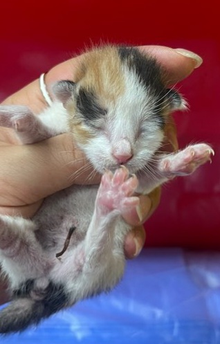 짱구네동물병원_428354202300837