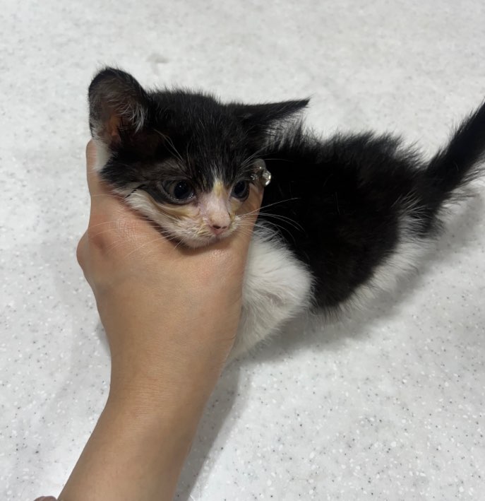 예스동물병원_427346202300691