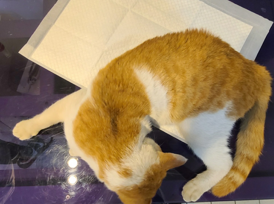 예스동물병원_427346202300692