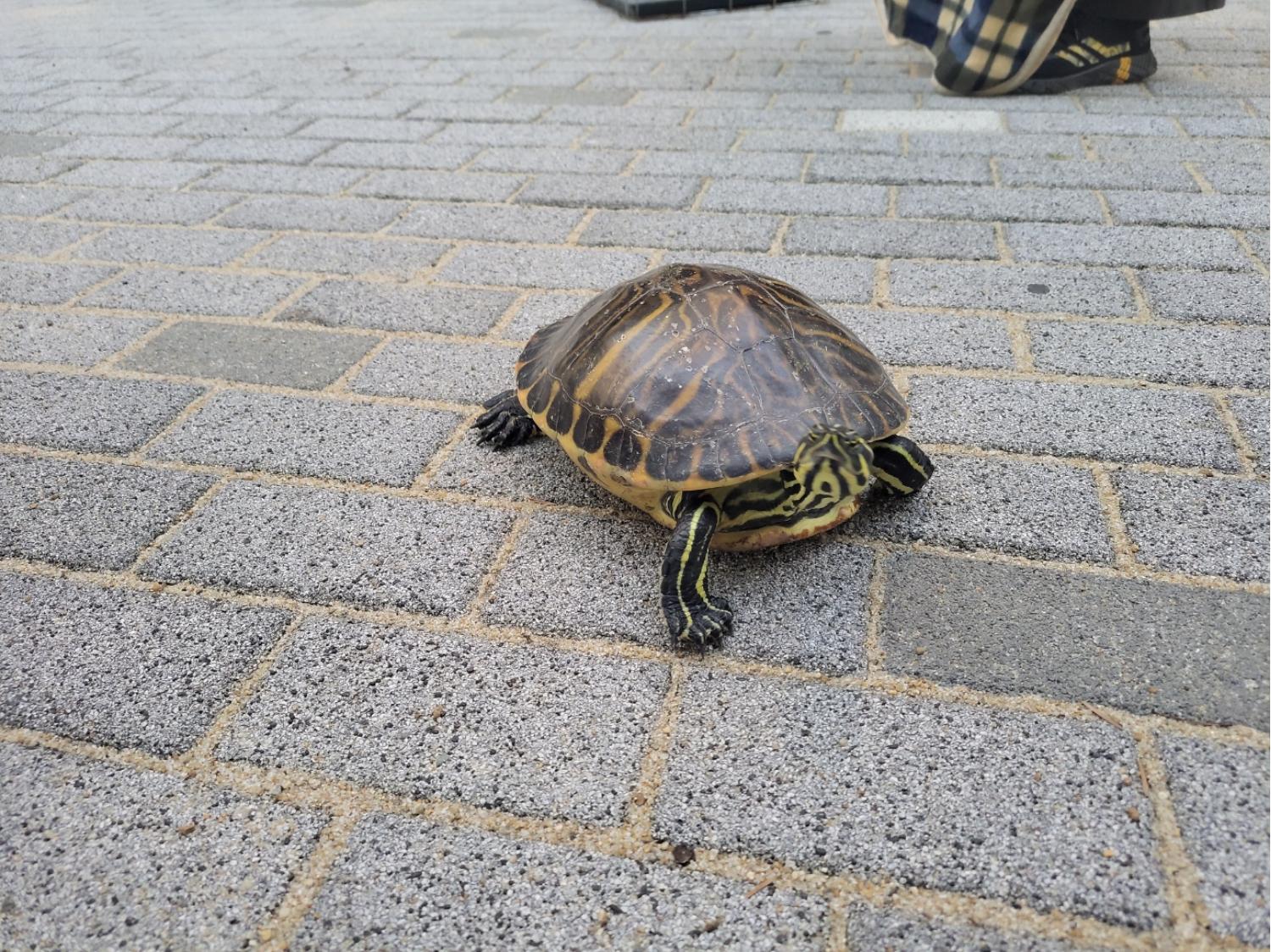 고양시동물보호센터_441394202301335