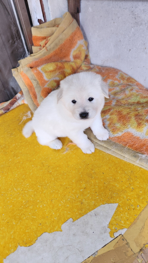 익산유기동물보호소_445468202301285
