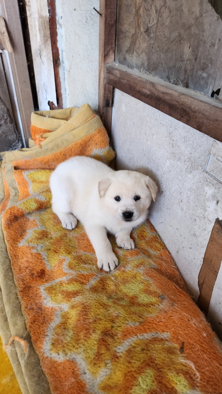 익산유기동물보호소_445468202301288