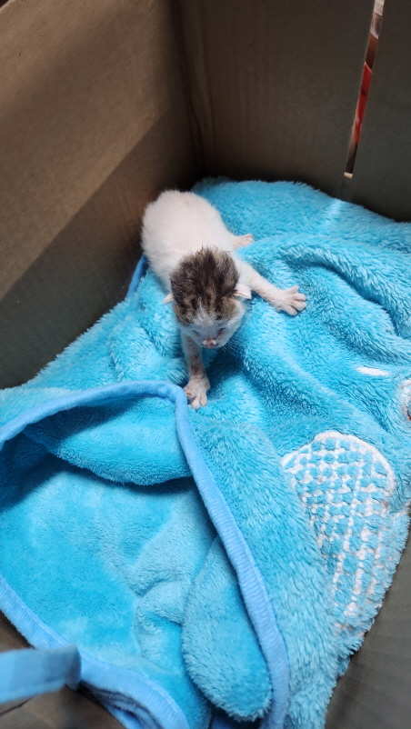 익산유기동물보호소_445468202301289