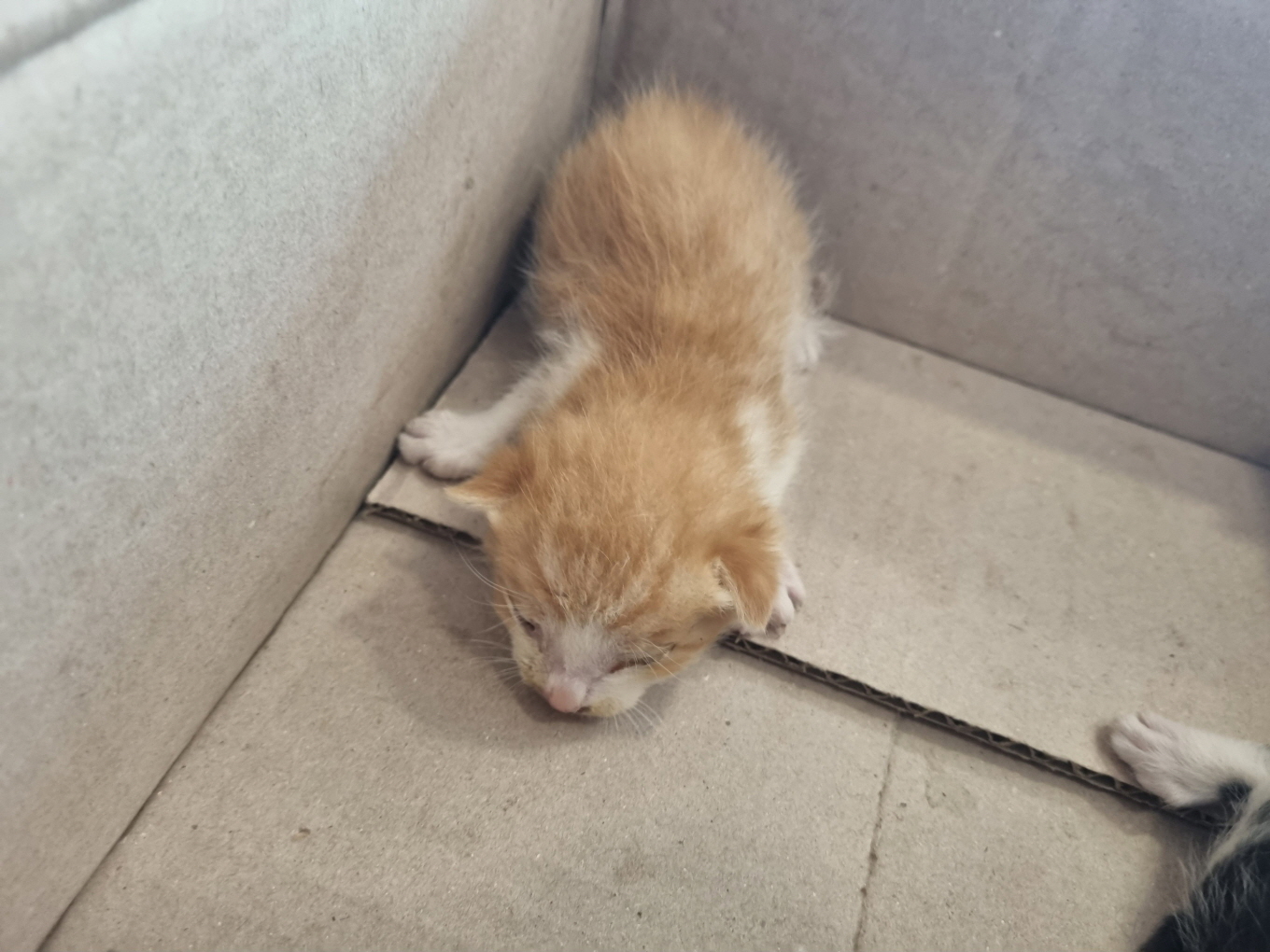 프렌즈동물병원_445464202302240