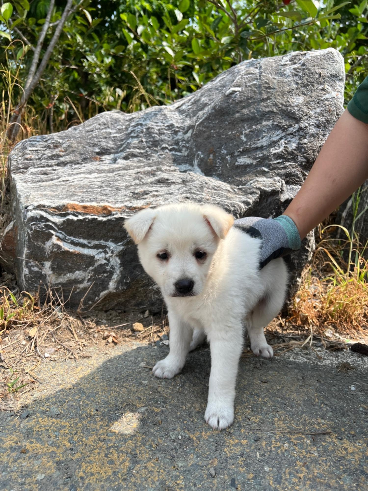부산동물보호센터_426326202300266