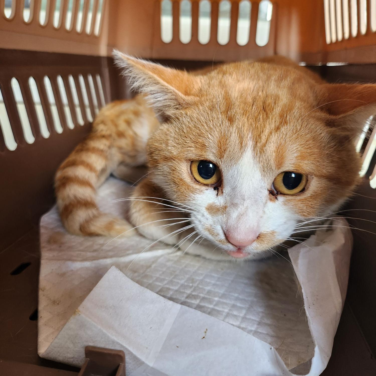 울산유기동물보호센터_431372202300299