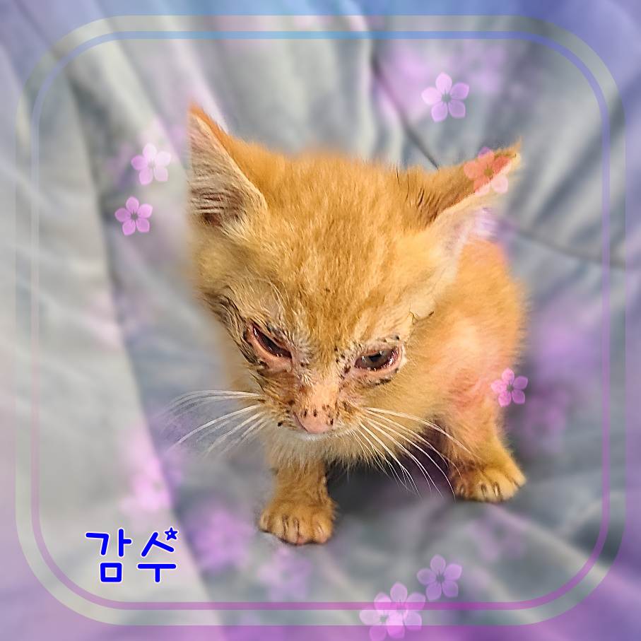 군산유기동물보호센터_445467202301040