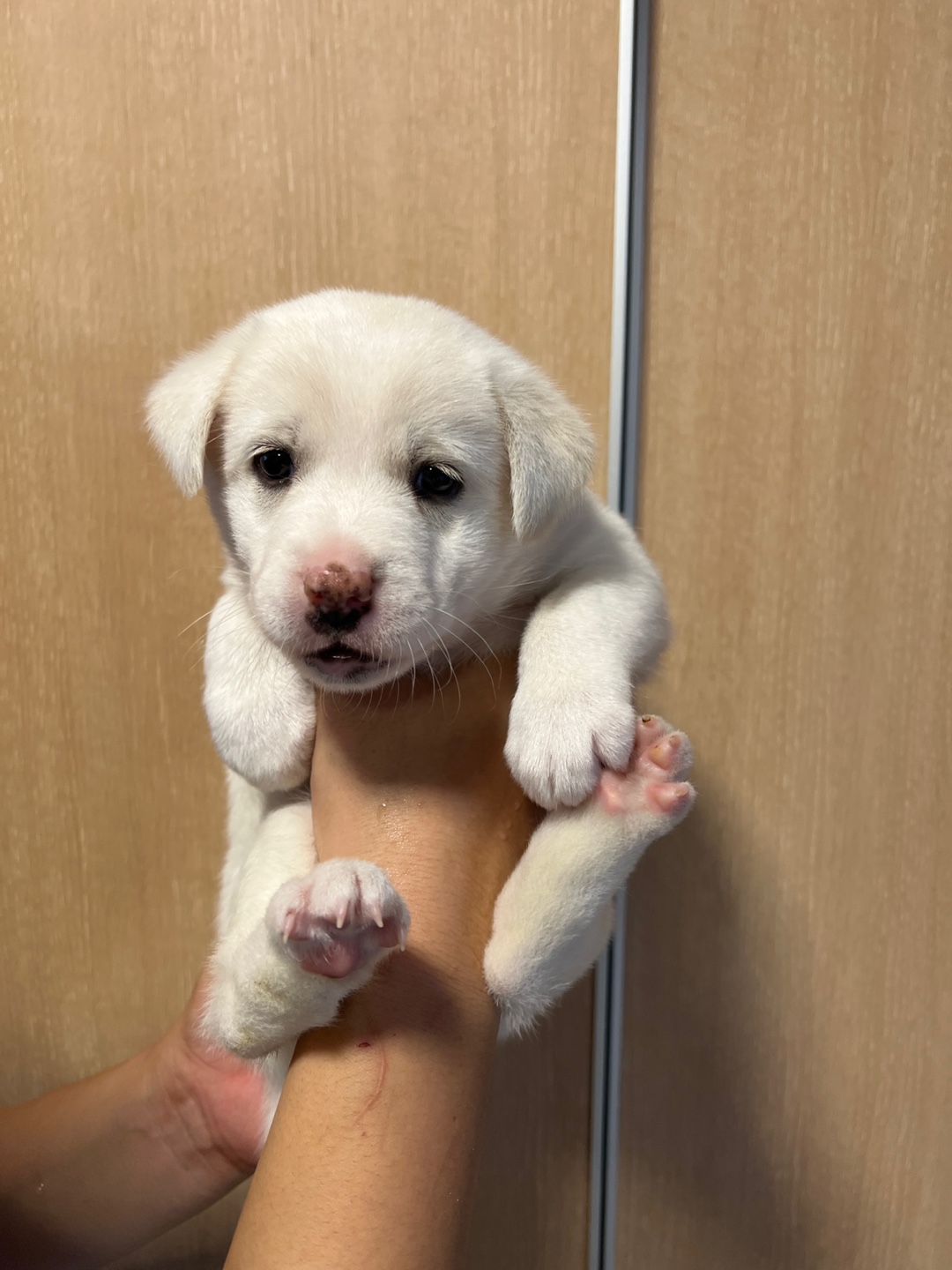 부산동물보호센터_426326202300343
