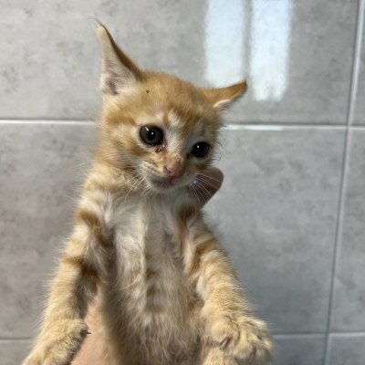 누리동물병원_426340202300156